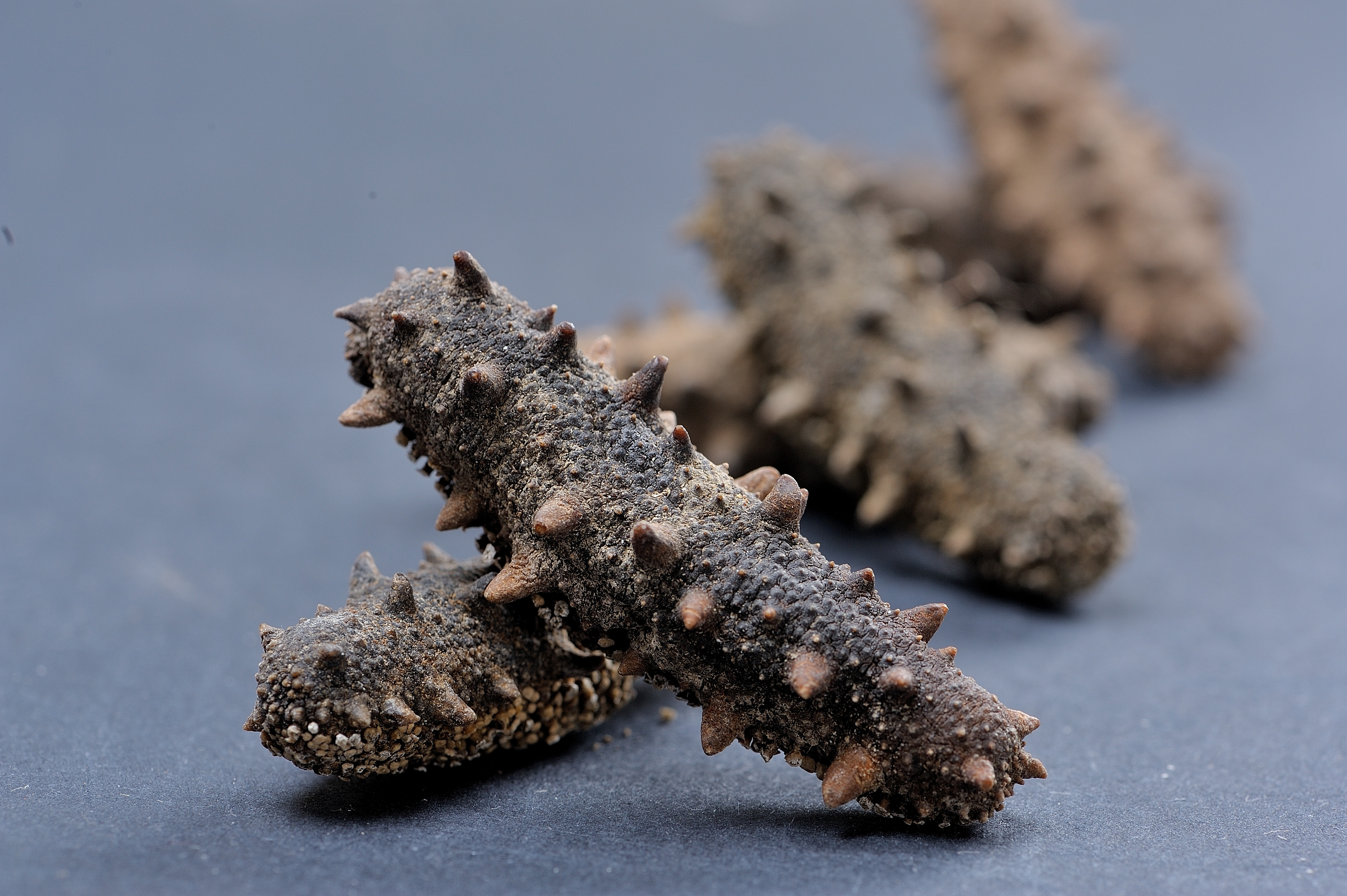 Dried sea cucumber