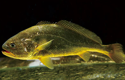 Yellow croaker